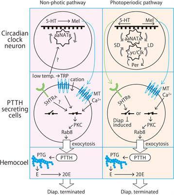 Circadian and Neuroendocrine Basis of Photoperiodism Controlling Diapause in Insects and Mites: A Review